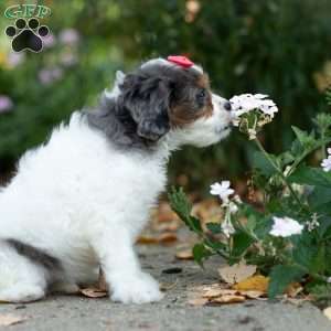 Sunshine, Cavapoo Puppy